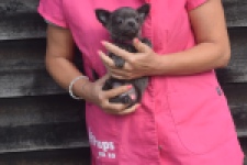Chihuahua (reu) 04250