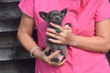 Chihuahua (reu) 04250