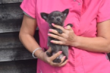 Chihuahua (reu) 04250
