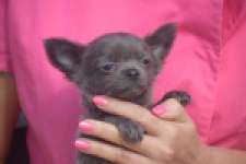 Chihuahua (reu) 04250