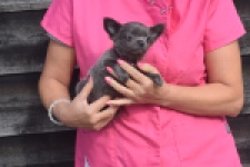 Chihuahua (reu) 04250