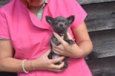 Chihuahua (reu) 04250