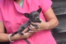 Chihuahua (reu) 04250