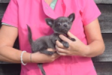 Chihuahua (reu) 04250