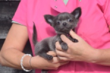Chihuahua (reu) 04250