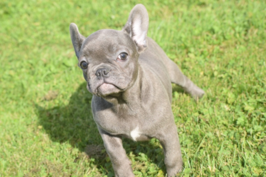 Franse bulldog
