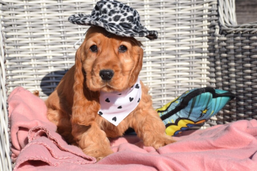 Engelse Cocker Spaniel