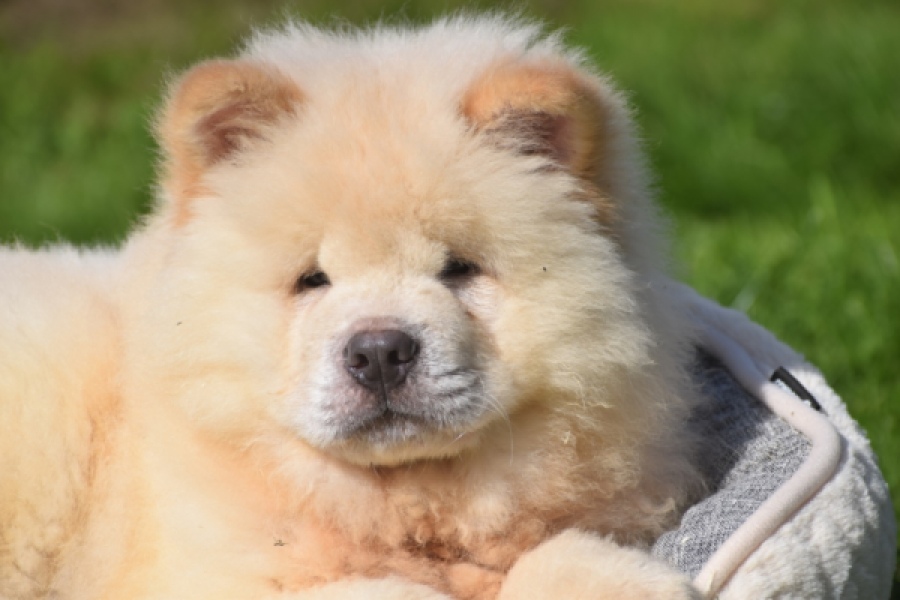Chowchow