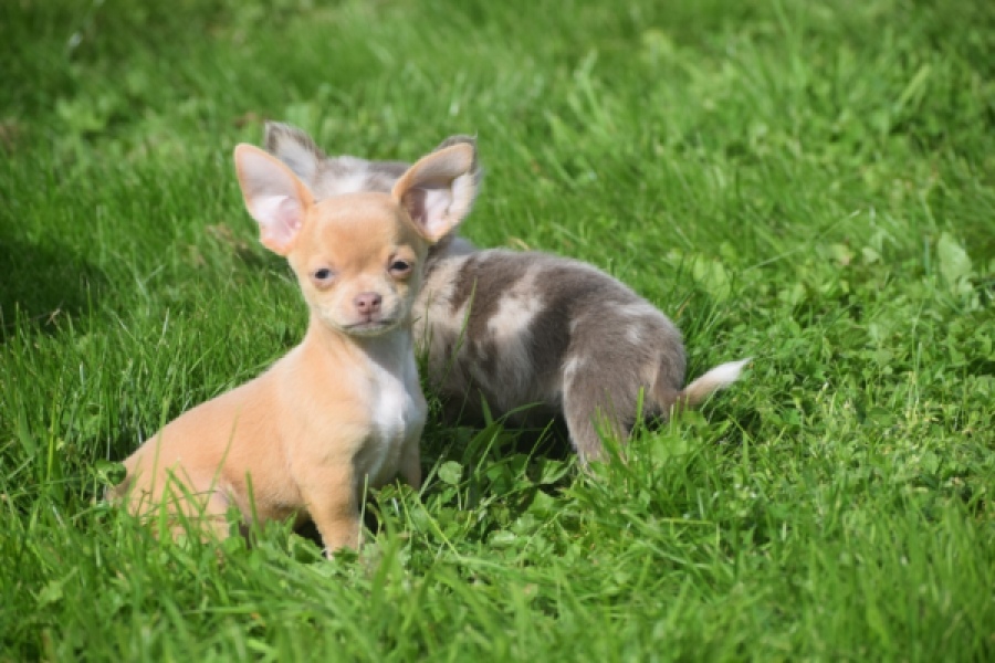 Chihuahua