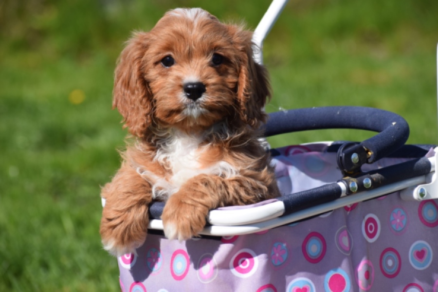 Cavapoo