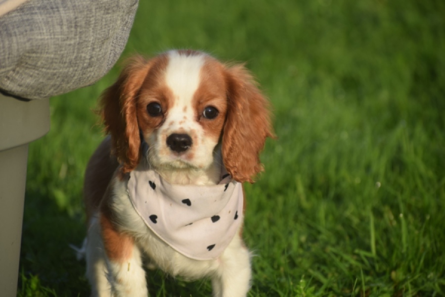 Cavalier King Ch. Spaniel
