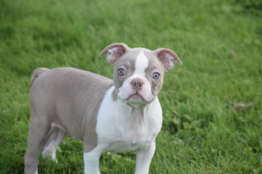 Boston terrier