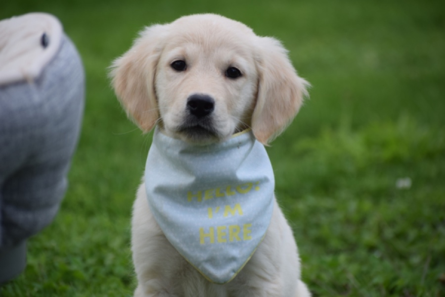 Golden retriever