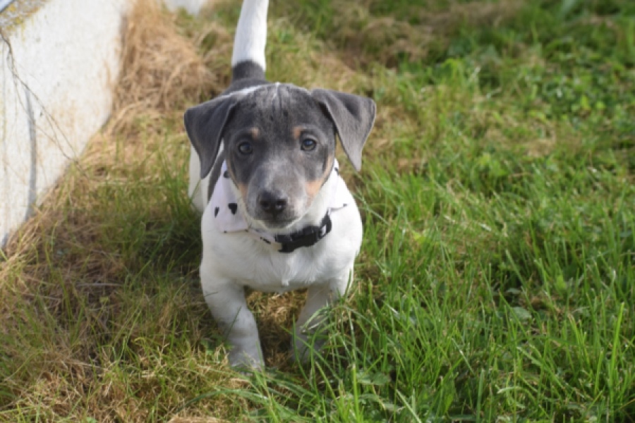 Jack Russel Terrier