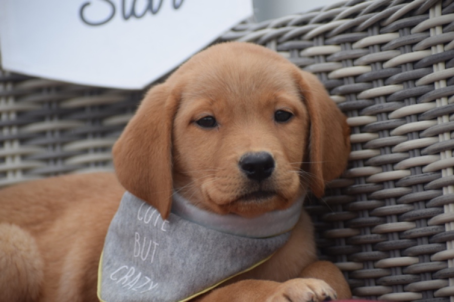 Labrador