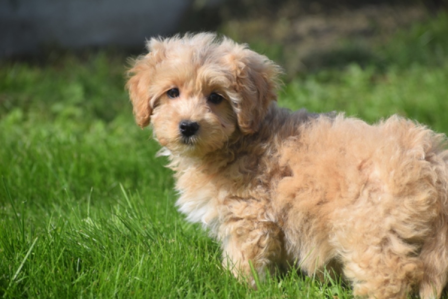 Maltipoo