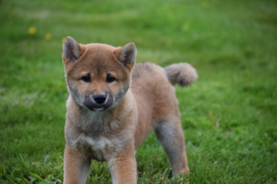 Shiba Inu