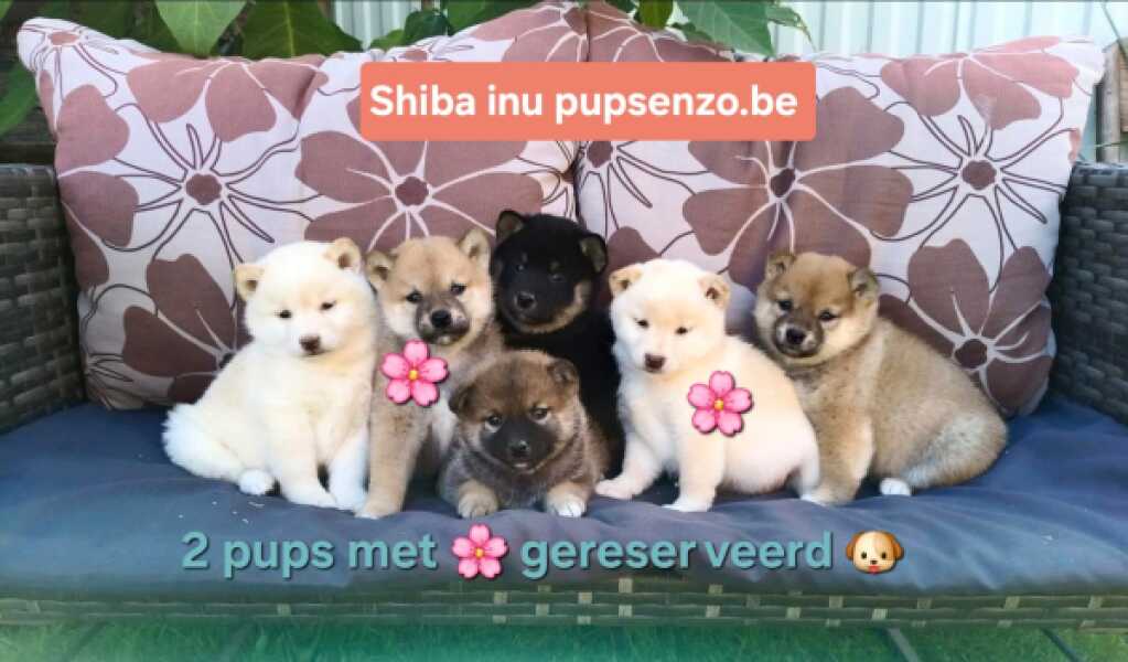 Shiba inu nestje " Sasha "