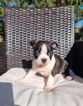 Boston terrier nestje " Penny "
