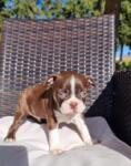 Boston terrier nestje " Penny "