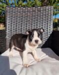 Boston terrier nestje " Penny "