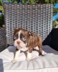 Boston terrier nestje " Penny "