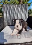 Boston terrier nestje " Penny "