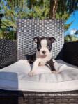 Boston terrier nestje " Penny "