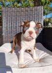 Boston terrier nestje " Penny "