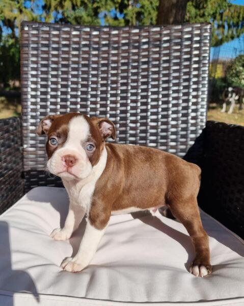 Boston terrier nestje " Penny "