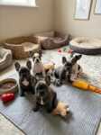 Franse bulldog nestje " Bijou "