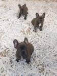 Franse bulldog nestje " Bijou "