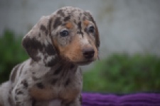 Teckel (teef) 04845