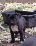 American bully nestje " Roxy "