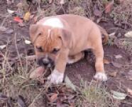 American bully nestje " Roxy "