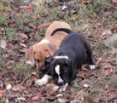 American bully nestje " Roxy "