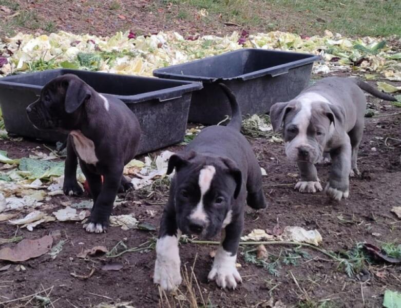 American bully nestje " Roxy "