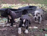 American bully nestje " Roxy "