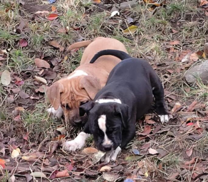 American Bully